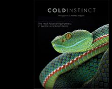Matthijs Kuijpers: Cold Instinct