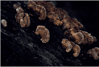 Maya Goded: The Serpent�s Trail