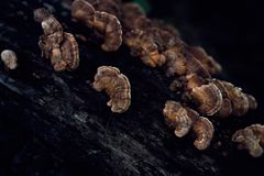 Maya Goded: The Serpent�s Trail