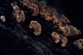 Maya Goded: The Serpent�s Trail