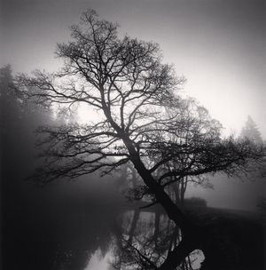 Michael Kenna: Trees
