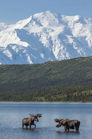 Mountains