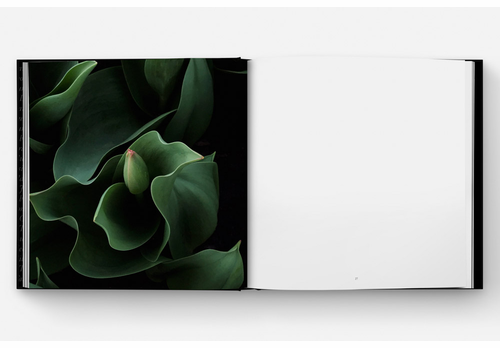 Mrs. Dalloway's Bookstore presents Jane Fulton Alt, Susan Page Tillett and James Baraz on 'Still Life'