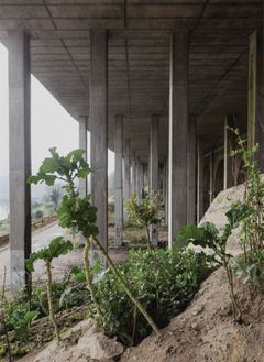 Notes from the Underdog