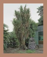 Oksun Kim: Jeju Island