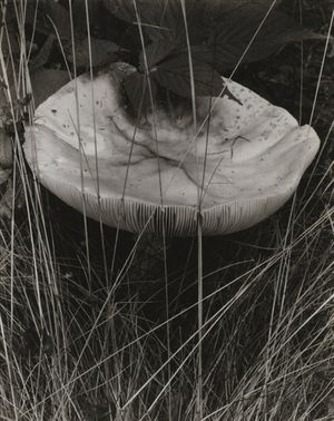 Paul Strand: Aperture Masters of Photography