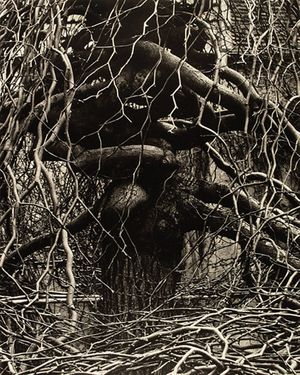 Paul Strand: The Garden at Orgeval