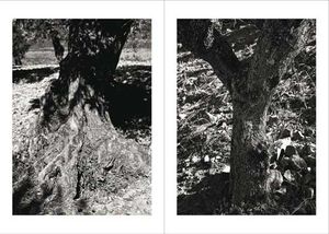 Pedro Cabrita Reis: Tree of Light