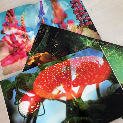 Peter Fischli and David Weiss: Flowers and Mushrooms