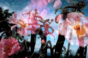 Peter Fischli and David Weiss: Flowers and Mushrooms