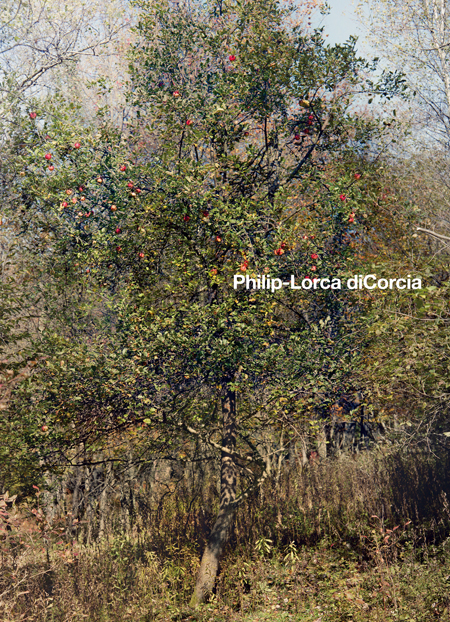 Philip-Lorca diCorcia ARTBOOK | D.A.P. 2013 Catalog Books