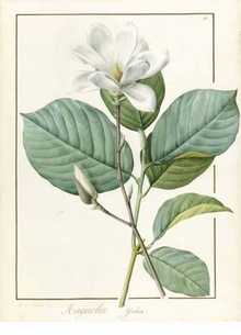 Pierre-Joseph Redout: Botanical Artist to the Court of France