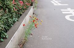 Rei Sato: Sun
