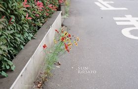 Rei Sato: Sun