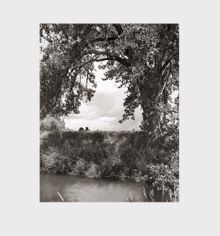 Robert Adams: Cottonwoods