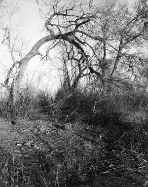 Robert Adams: Cottonwoods