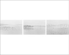 Robert Adams: Light Balances / On Any Given Day in Spring