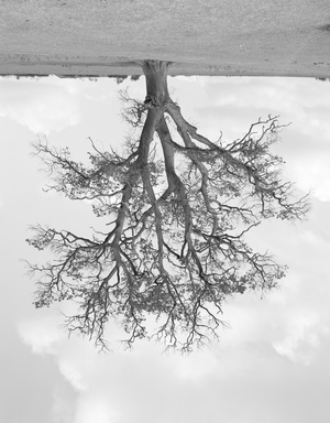 Rodney Graham & Max Porter: Trees