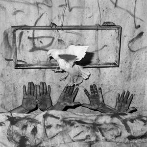 Roger Ballen: Animal Abstraction
