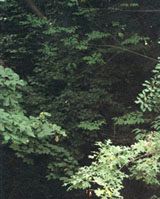 Roni Horn: Earth Grows Thick