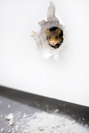 Ryan Gander: Grunts, Hoots, Whimpers, Barks and Screams