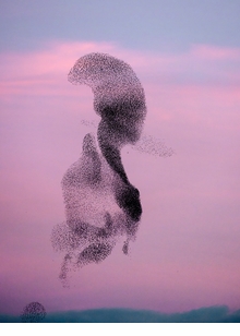 Søren Solkær: Starling