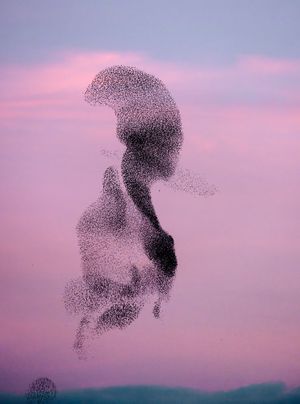 Søren Solkær: Starling