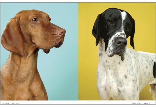 Show Dogs At First Sight