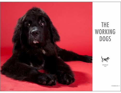 Show Dogs At First Sight