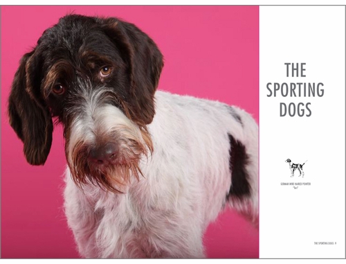 Show Dogs At First Sight