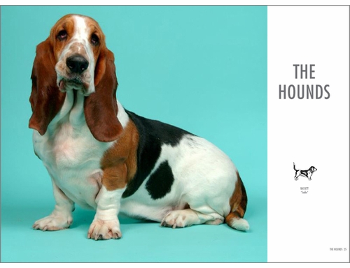 Show Dogs At First Sight