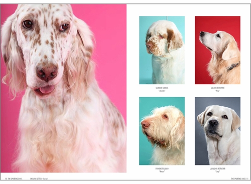 Show Dogs At First Sight