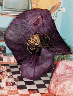 Stephen Gill: Hackney Flowers