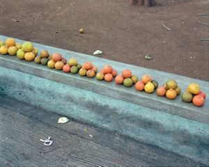 Stephen Shore: Elements