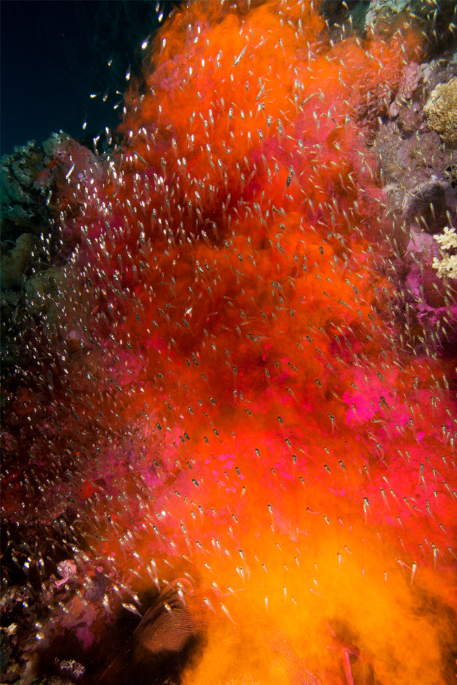 Taiyo Onorato & Nico Krebs Water Column ARTBOOK | D.A.P. 2023