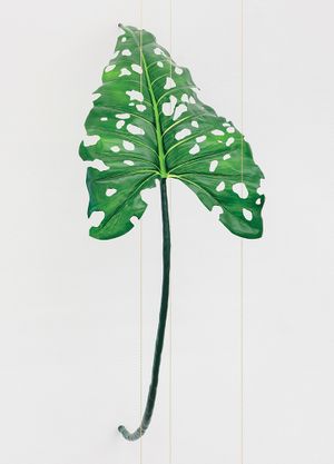 Tania Prez Crdova: Generalization