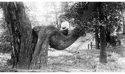 The deceptive simplicity of Women in Trees