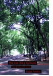 The Dik-Dik's Solitude: New and Selected Works