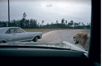 The Open Road: Photography and the American Roadtrip