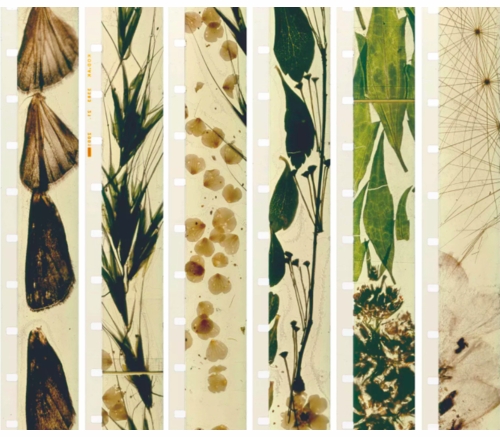 The Walker Art Center presents "Metaphors on Vision" by Stan Brakhage