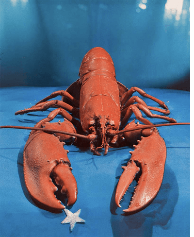 This holiday weekend, consider the Lobster!
