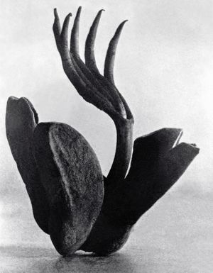 Tina Modotti