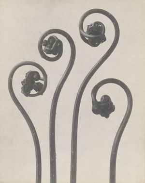 Typologien: Photography in 20th-Century Germany