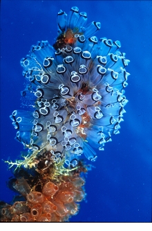 Underwater Photography