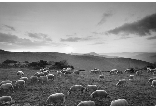 Virtual Launch Event: Fondation Cartier presents Raymond Depardon in conversation with Clment Chroux and Pauline Vermare