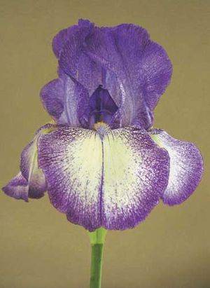 Vital Beauty