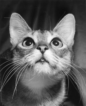 Walter Chandoha: Family Cats