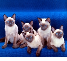 Walter Chandoha: The Cat Photographer