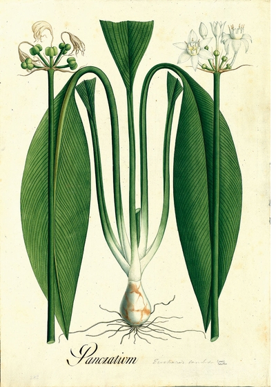 Weird and beautiful 18th-century botanical illustrations from the Jos Celestino Mutis Expedition