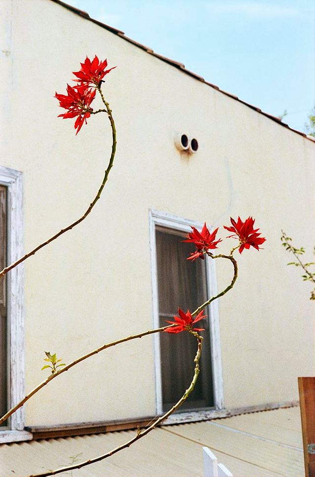 Eudora Welty on 'William Eggleston: The Democratic Forest'